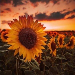 Meet your Posher, Ceila